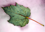 Bluish Leaf on Pink Background
