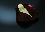 Rose Petal