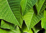 GTP: Green Leaves