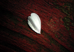 White Heart Shaped Petal