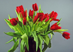 Red Tulips