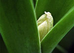 White Tulip Bud