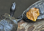 GTP: Turtles