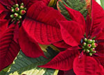 Red Poinsettia